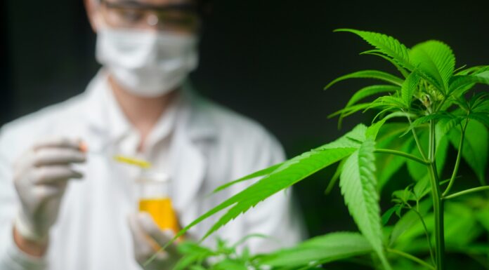 Choosing the Right Strain: Factors to Consider for an Optimal Experience Right Strain factor. Image by getty images via unsplash