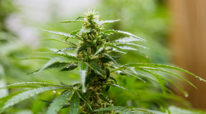 10 Best Sensi Seeds Strains in 2025 – Celebrating 40 Years of Excellence Sensi Seeds cannabis strains. Image by wirestock on Freepik