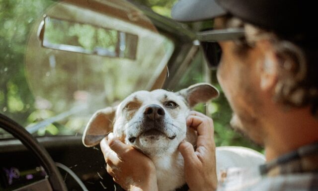Ensuring Your Pet’s Comfort and Safety During Travel Ensuring Pet's Comfort and Safety during travel. Image by Troy Spoelma via unsplash