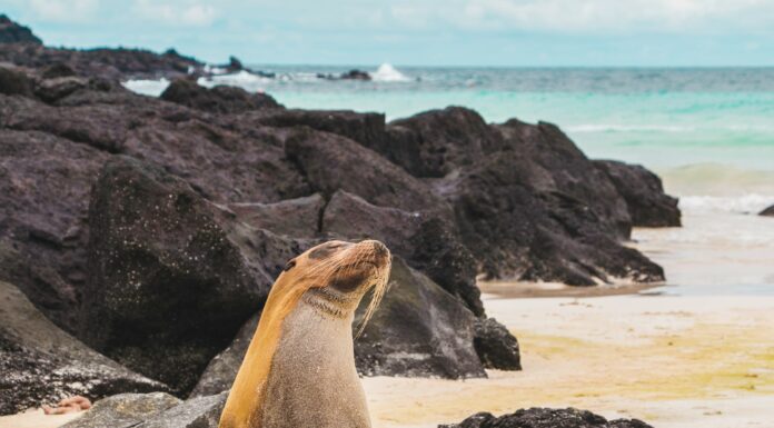 Galápagos in Grand Style: A Bespoke Voyage Aboard Aqua Expeditions’ Luxury Cruise Galápagos Islands. Image by Amy Perez via unsplash