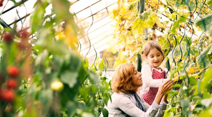 The Ultimate Guide to Choosing the Best Greenhouse for Your Garden Greenhouse for your house. Photo by Getty Images via unsplash