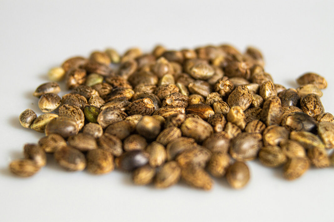 Cannabi seeds. Photo via Pexels by Derrick Brown