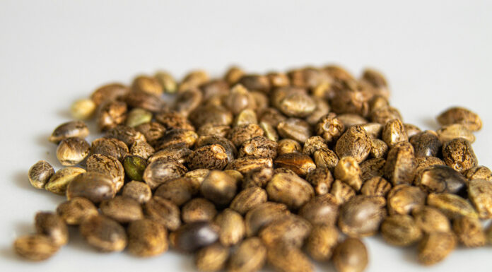 What Defines the Best Cannabis Seeds? A Guide for Growers Cannabi seeds. Photo via Pexels by Derrick Brown