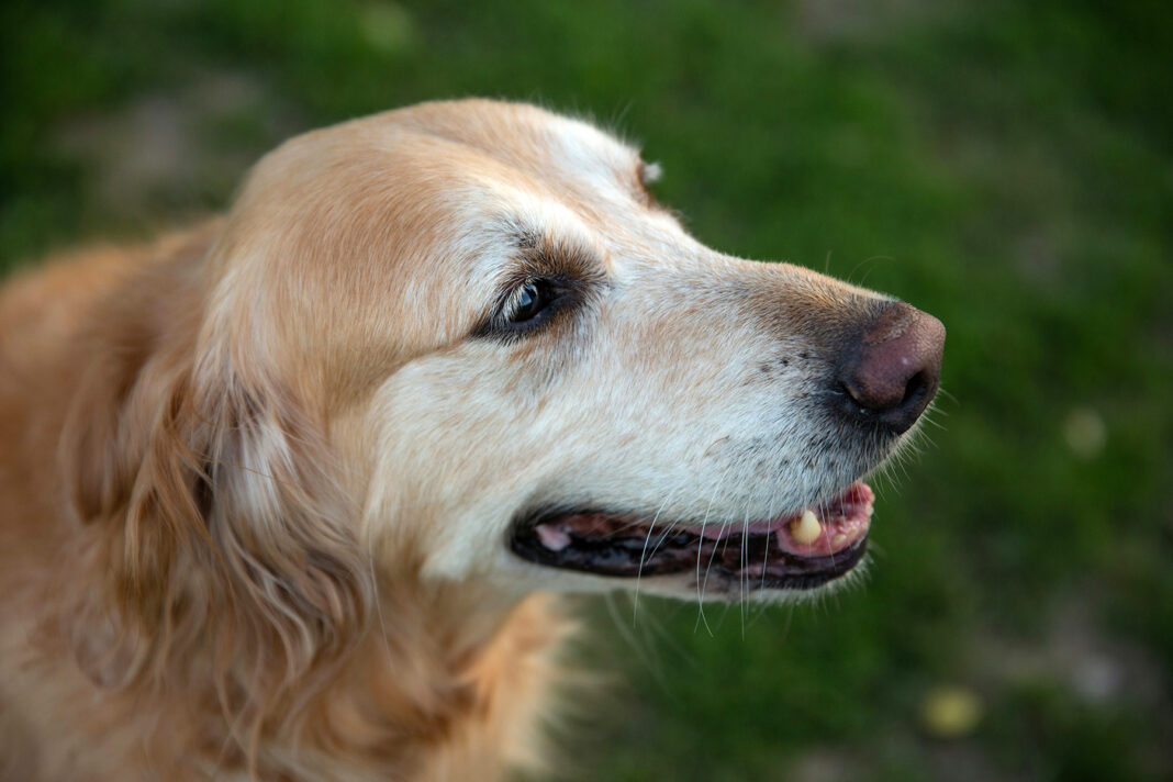 Senior Pet's quality of life. Photo by Zhifei Zhou via unsplash