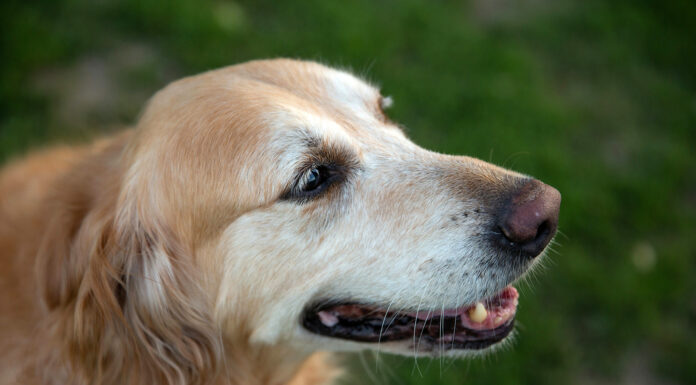 How to Assess Your Senior Pet’s Quality of Life Senior Pet's quality of life. Photo by Zhifei Zhou via unsplash
