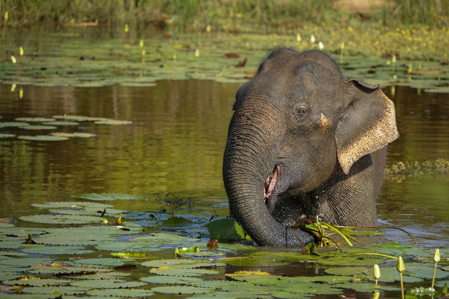 An elephant feeding on waterlilies. Photo by Heléne Ramackers An elephant feeding on waterlilies. Photo by Heléne Ramackers