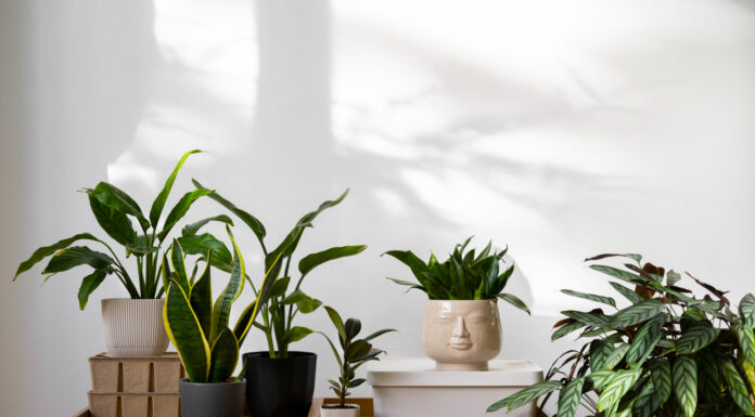 Creating Calm and Beauty with High-Impact Houseplants Best House Plants for your home. Photo via freepik