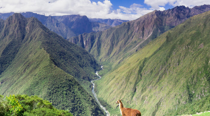 How To Plan a Luxury Vacation in Peru Llama and people gaze out from the Inca trail over a verdant valley in Peru.