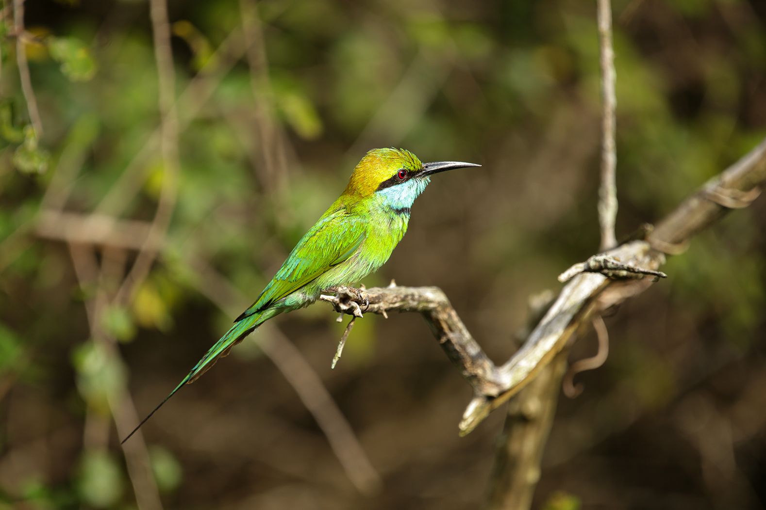 The green bee-eaters are striking, as seen in Yala National Park. Photo by Heléne Ramackers The green bee-eaters are striking, as seen in Yala National Park. Photo by Heléne Ramackers