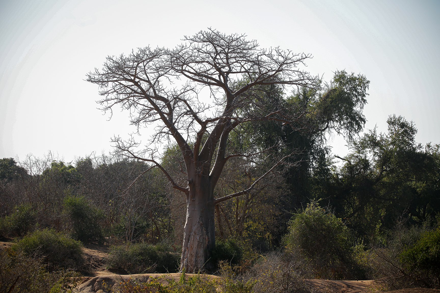 Lower Zambezi National Park has many baobab trees. Photo by Heléne Ramackers Lower Zambezi National Park has many baobab trees. Photo by Heléne Ramackers