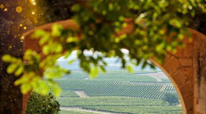 Bespoke Cognac, Cocktails and Gastronomy COGNAC