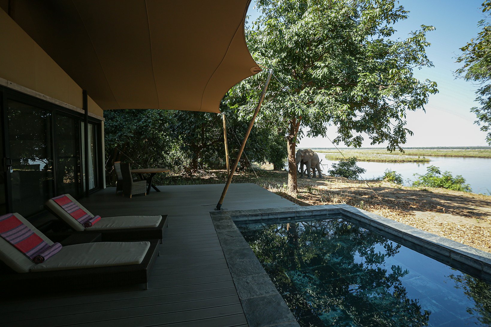 Elephants right seemed to love the foliage by my tented suite. Photo by Heléne Ramackers Elephants right seemed to love the foliage by my tented suite. Photo by Heléne Ramackers
