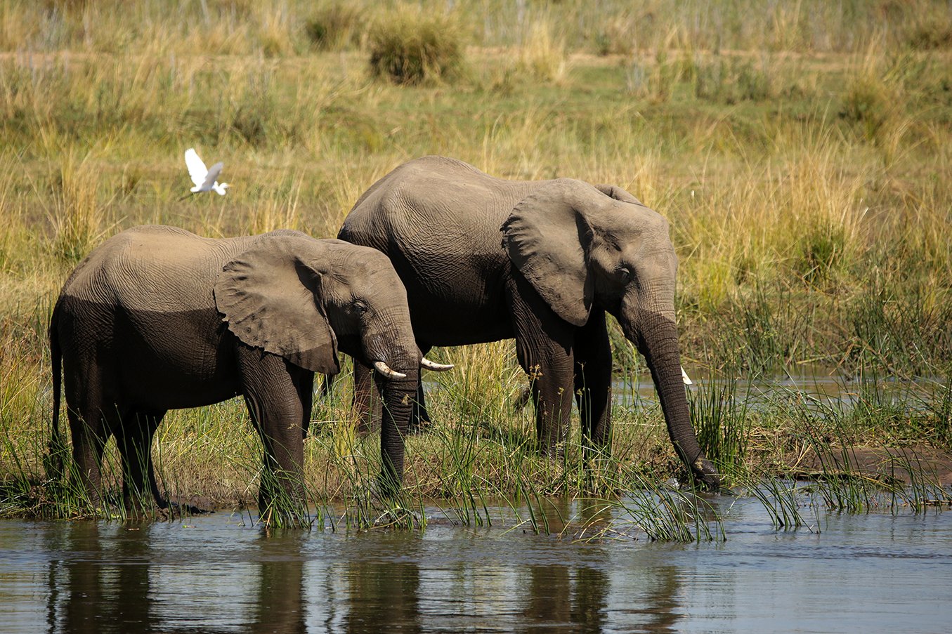 Elephants love the Zambezi, not only for feeding and drinking purposes, but also for swimming. Photo by Heléne Ramackers Elephants love the Zambezi, not only for feeding and drinking purposes, but also for swimming. Photo by Heléne Ramackers