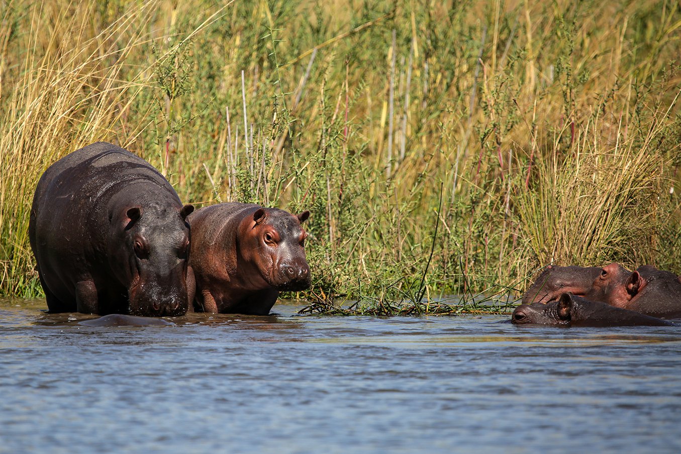Hippos are on the way to our surprise island lunch. Photo by Heléne Ramackers Hippos are on the way to our surprise island lunch. Photo by Heléne Ramackers