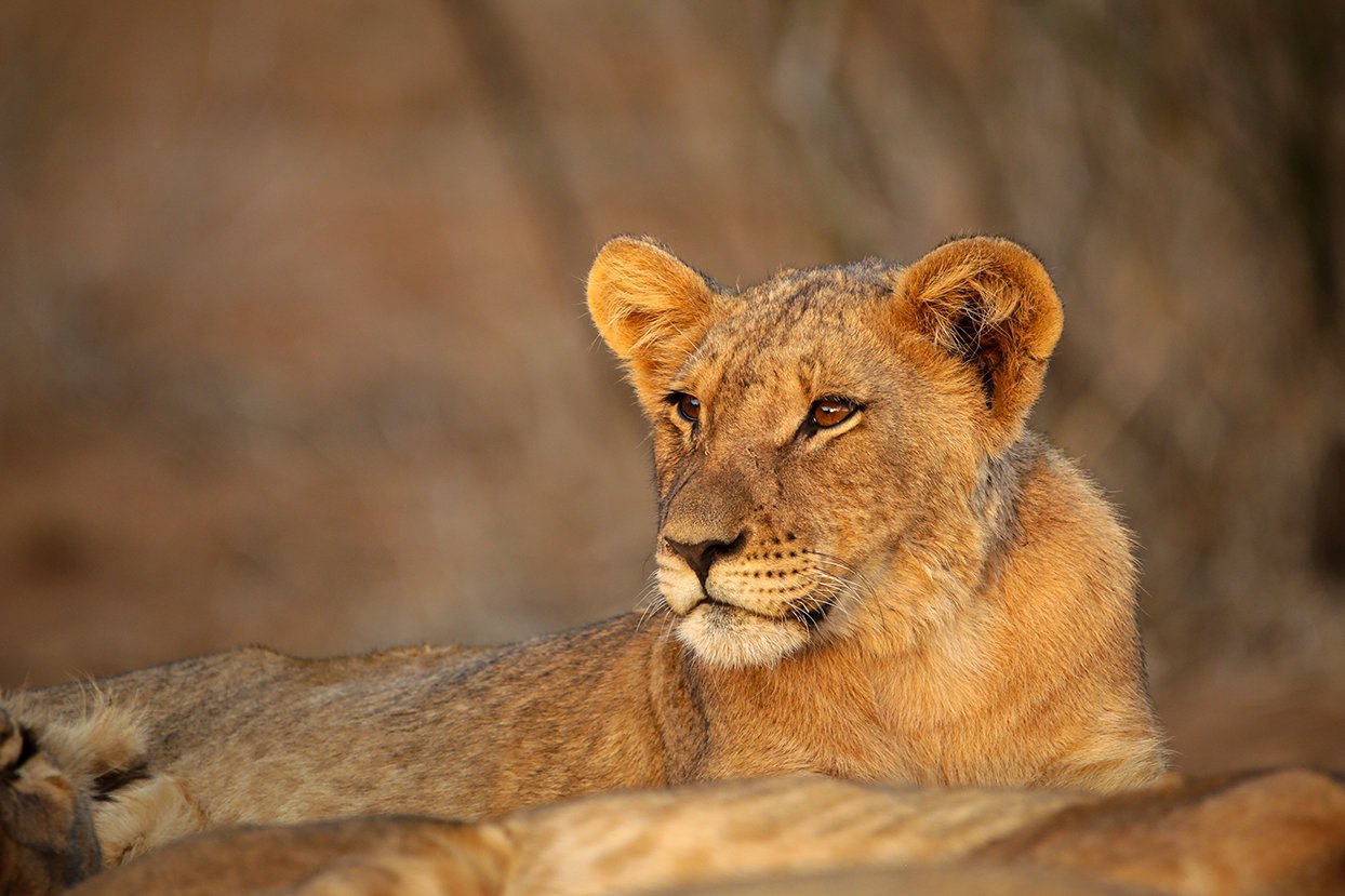 A lion cub from the Main Pride. Photo by Heléne Ramackers A lion cub from the Main Pride. Photo by Heléne Ramackers