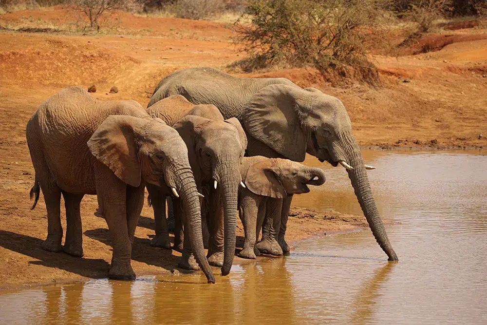 A herd of four elephants having a drink. Photo by Heléne Ramackers A herd of four elephants having a drink. Photo by Heléne Ramackers