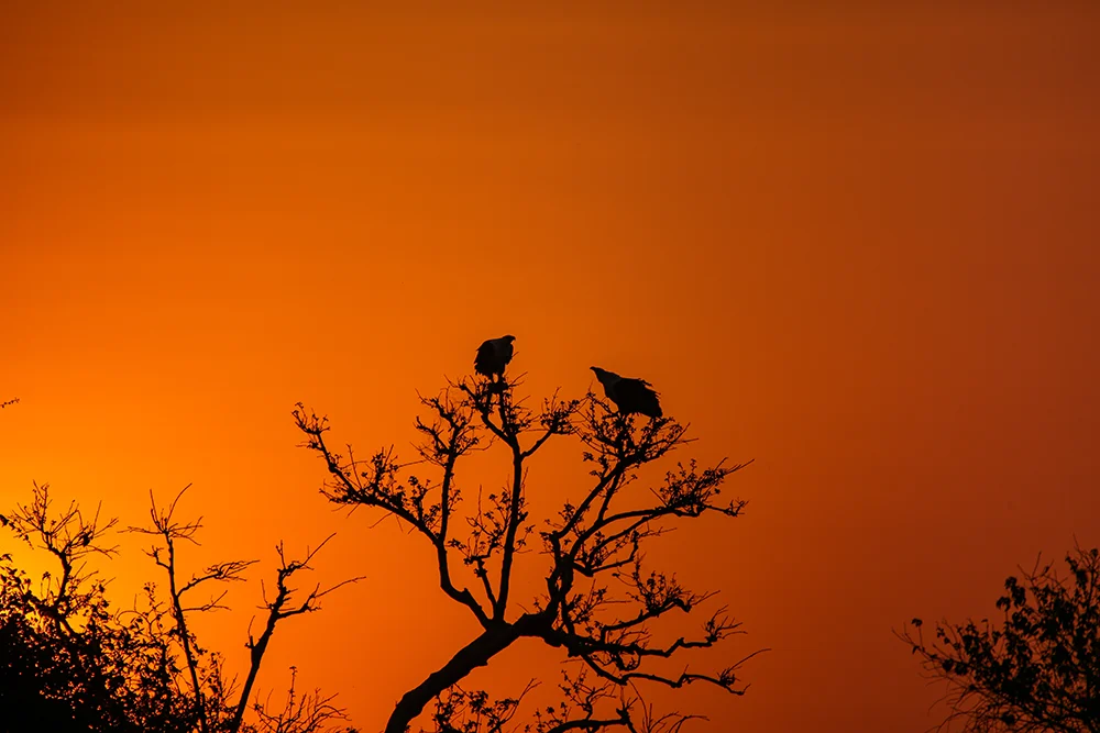 Sunset silhouette photography is always a winner. Photograph by Heléne Ramackers Sunset silhouette photography is always a winner. Photograph by Heléne Ramackers