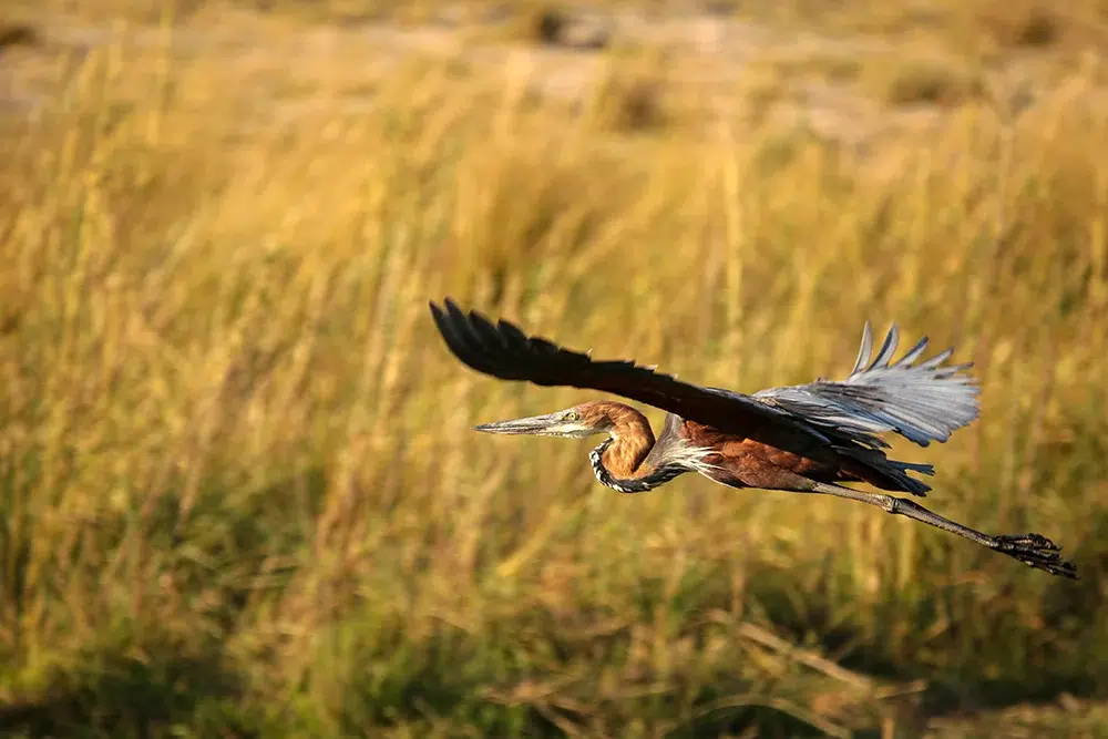 A goliath heron in flight. Photo by Heléne Ramackers A goliath heron in flight. Photo by Heléne Ramackers