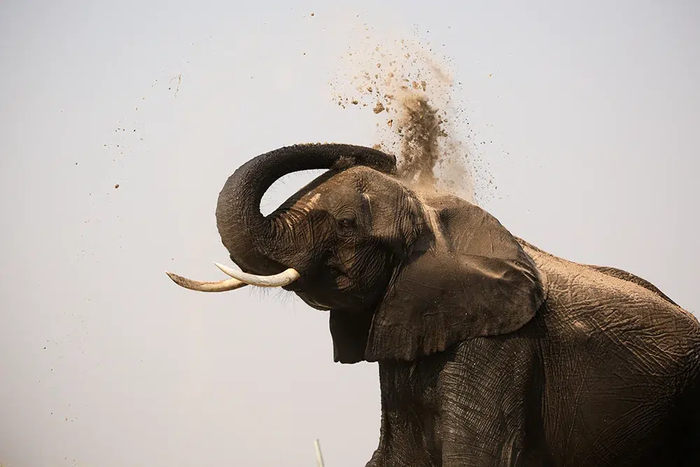 An elephant sprinkling dust all over itself. Photo by Heléne Ramackers An elephant sprinkling dust all over itself. Photo by Heléne Ramackers