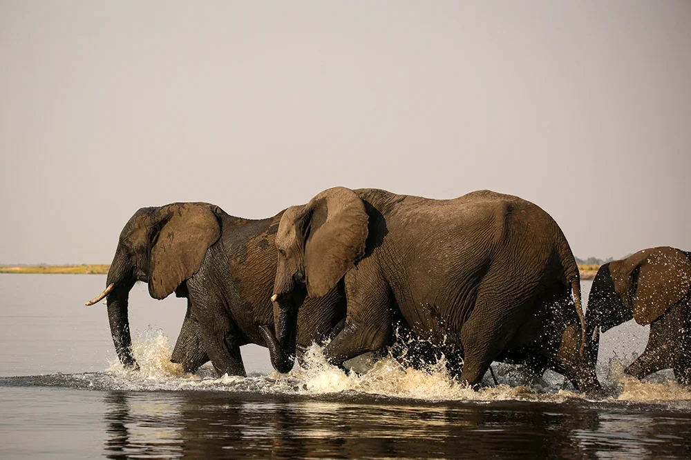 The elephants start moving through water. Photo by Heléne Ramackers The elephants start moving through water. Photo by Heléne Ramackers