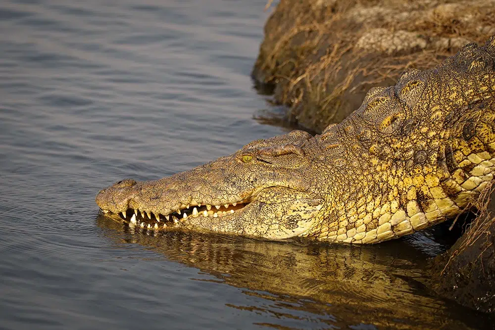 A Nile crocodile descends into the river. Photo by Heléne Ramackers A Nile crocodile descends into the river. Photo by Heléne Ramackers