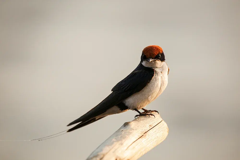 A wire-tailed swallow joins the boating safari. Photo by Heléne Ramackers A wire-tailed swallow joins the boating safari. Photo by Heléne Ramackers