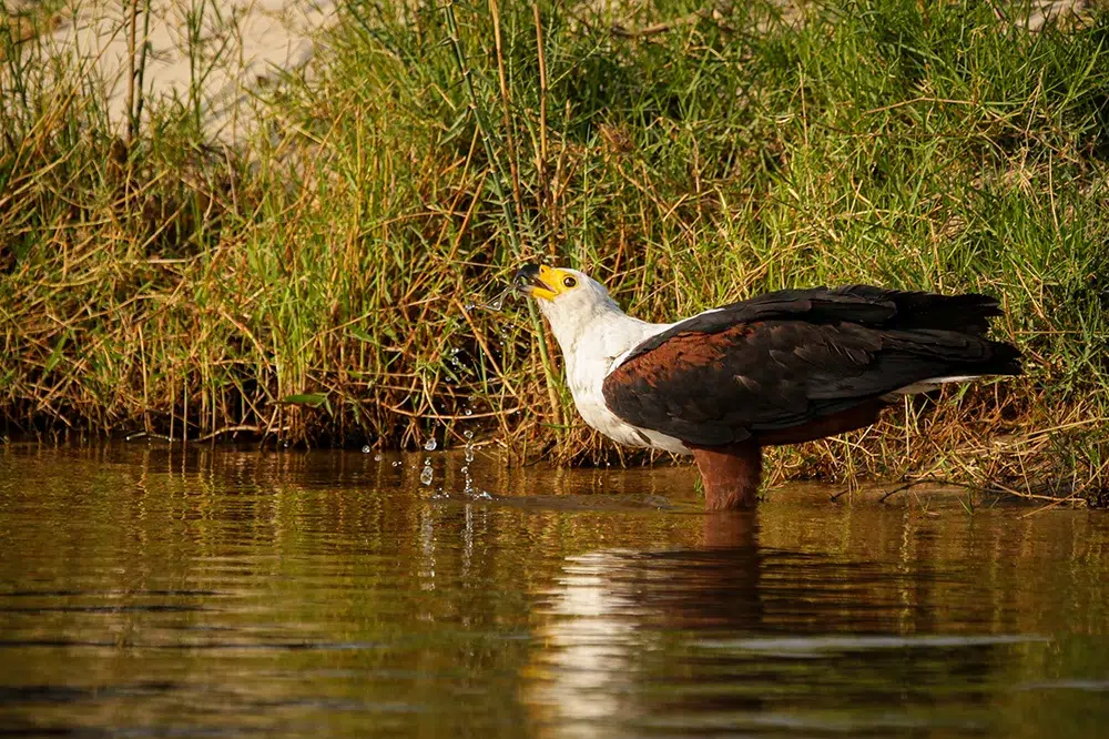 An African Fish Eagle is drinking water. Photo by Heléne Ramackers An African Fish Eagle is drinking water. Photo by Heléne Ramackers