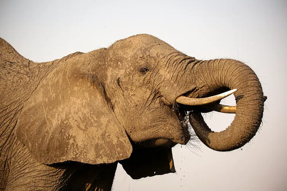 An elephant quenching his thirst. Photo by Heléne Ramackers An elephant quenching his thirst. Photo by Heléne Ramackers