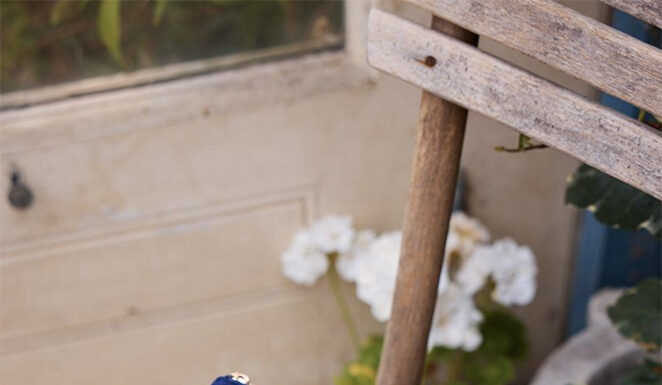 Elizabeth Scarlett: 10 Years of Wild Beauty Wild Beauty by Elizabeth Scarlett