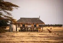 The Timeless Art Of A Slow Safari At Segera Conservancy The Timeless Art Of A Slow Safari At Segera Conservancy