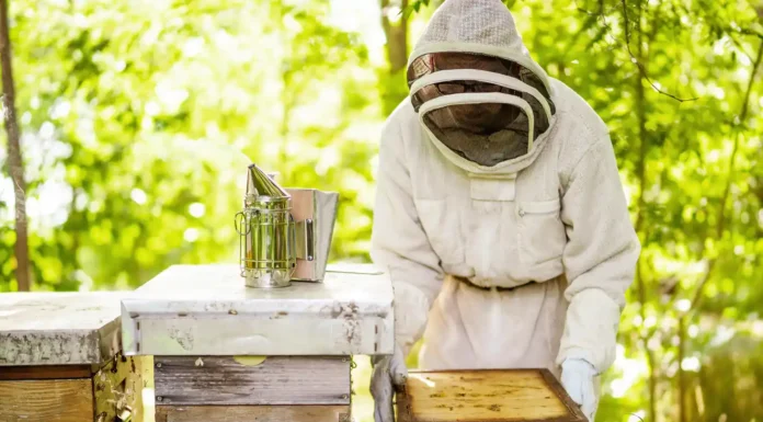 The Real Comfort Benefits of Modern Ventilated Beekeeping Suits A beekeeper wearing a beekeeper suit while handling the bee panels. Photo vecteezy-medium