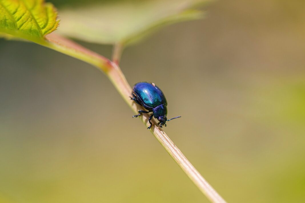 Smarter Approach to Pest Control. Image by Andreas Hoja from Pixabay Smarter Approach to Pest Control. Image by Andreas Hoja from Pixabay