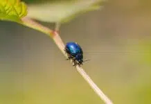 A Smarter Approach to Pest Control for a Healthier Home Smarter Approach to Pest Control. Image by Andreas Hoja from Pixabay