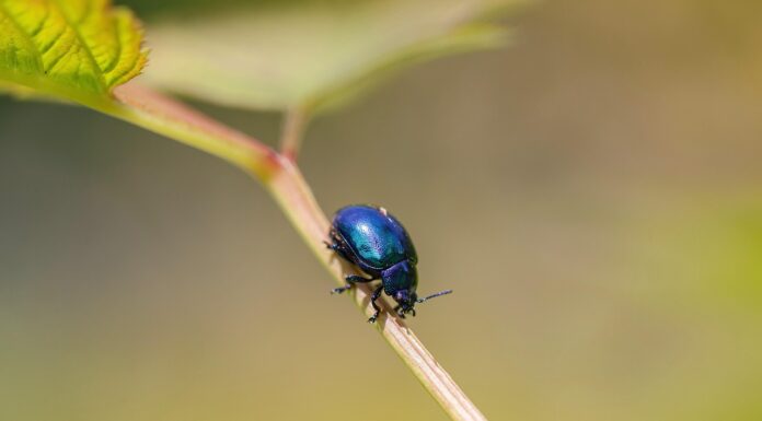 A Smarter Approach to Pest Control for a Healthier Home Smarter Approach to Pest Control. Image by Andreas Hoja from Pixabay