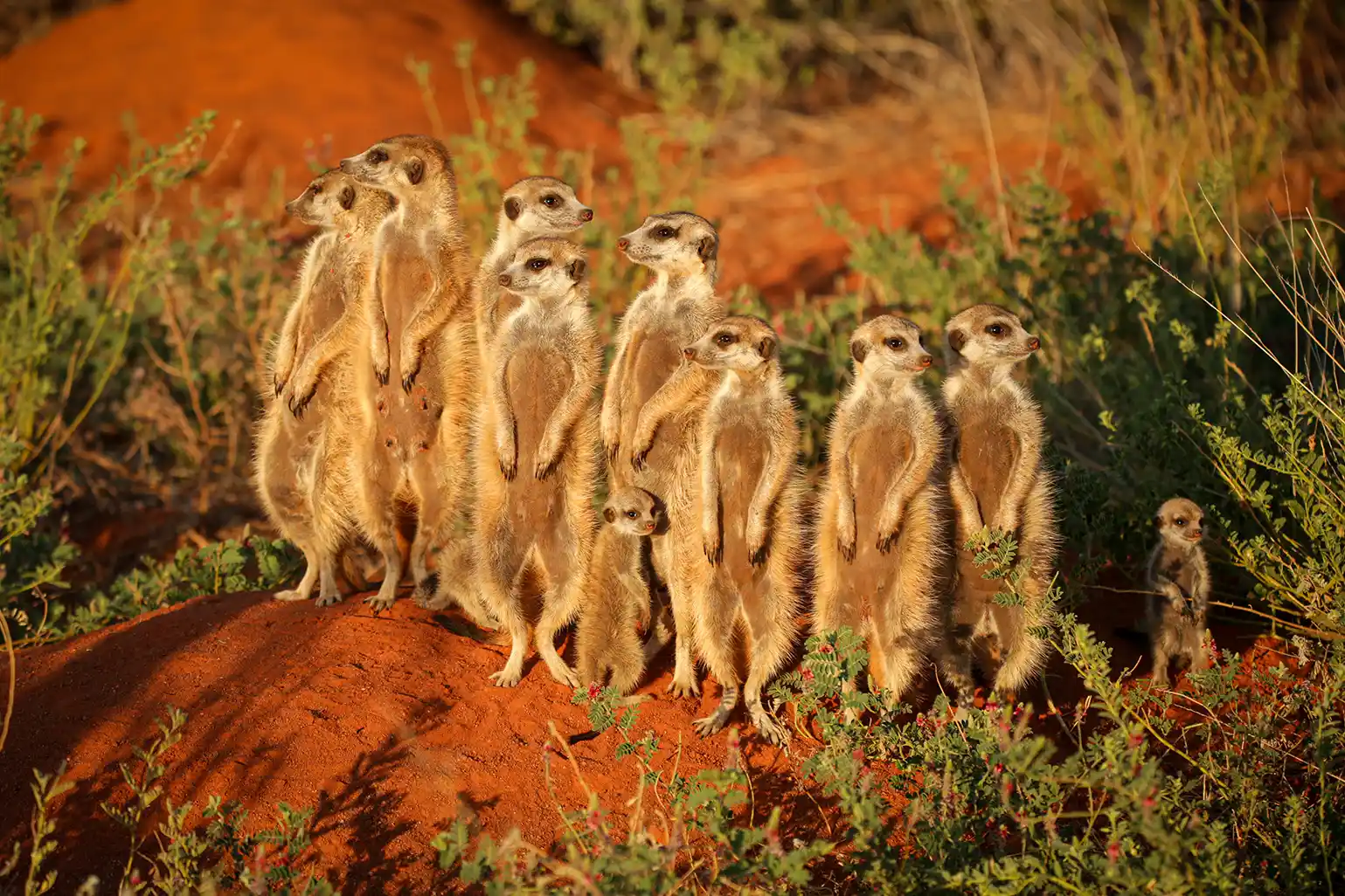 A family of meerkats is enjoying the early morning sunshine. Photo by Heléne Ramackers A family of meerkats is enjoying the early morning sunshine. Photo by Heléne Ramackers