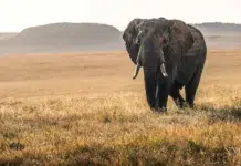 The Evolution of the Kenyan Safari: Where Conservation Meets Ultra-Luxury A Beautiful elephant during a Kenyan Safari. Photo by David Clode on unsplash