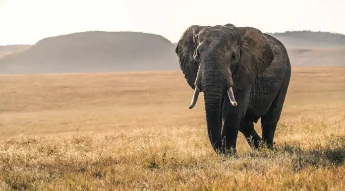 The Evolution of the Kenyan Safari: Where Conservation Meets Ultra-Luxury A Beautiful elephant during a Kenyan Safari. Photo by David Clode on unsplash