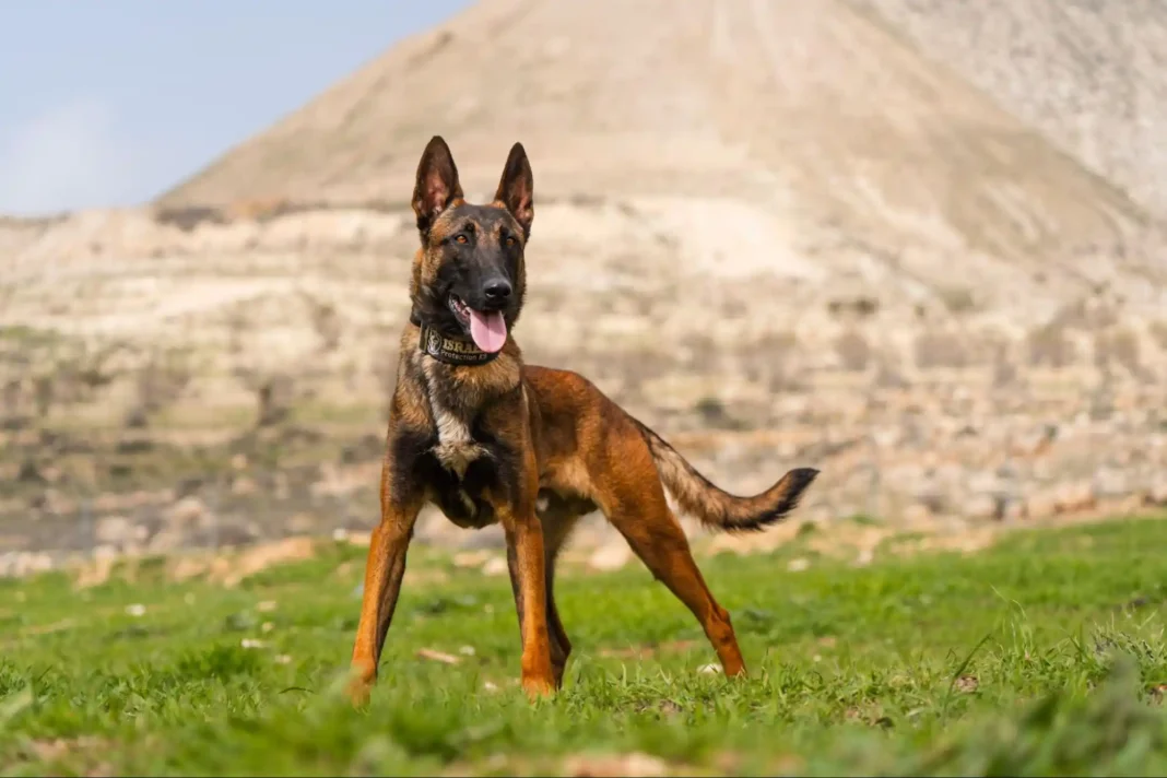 Dog protection services. Photo source Ascend Agency Dog protection services. Photo source Ascend Agency