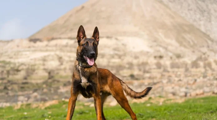 Protection Dogs for Sale: The Questions Every Buyer Should Ask Dog protection services. Photo source Ascend Agency