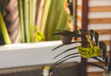 Three Elevated Cocktails to Showcase Eminente Rum Eminente Rum cocktails