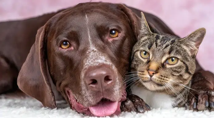 7 Gifts for Your Furry Friends in Honor of Pet Appreciation Week Pet Appreciation week. Chocolate Lab with a Cat. Photo vecteezy-medium