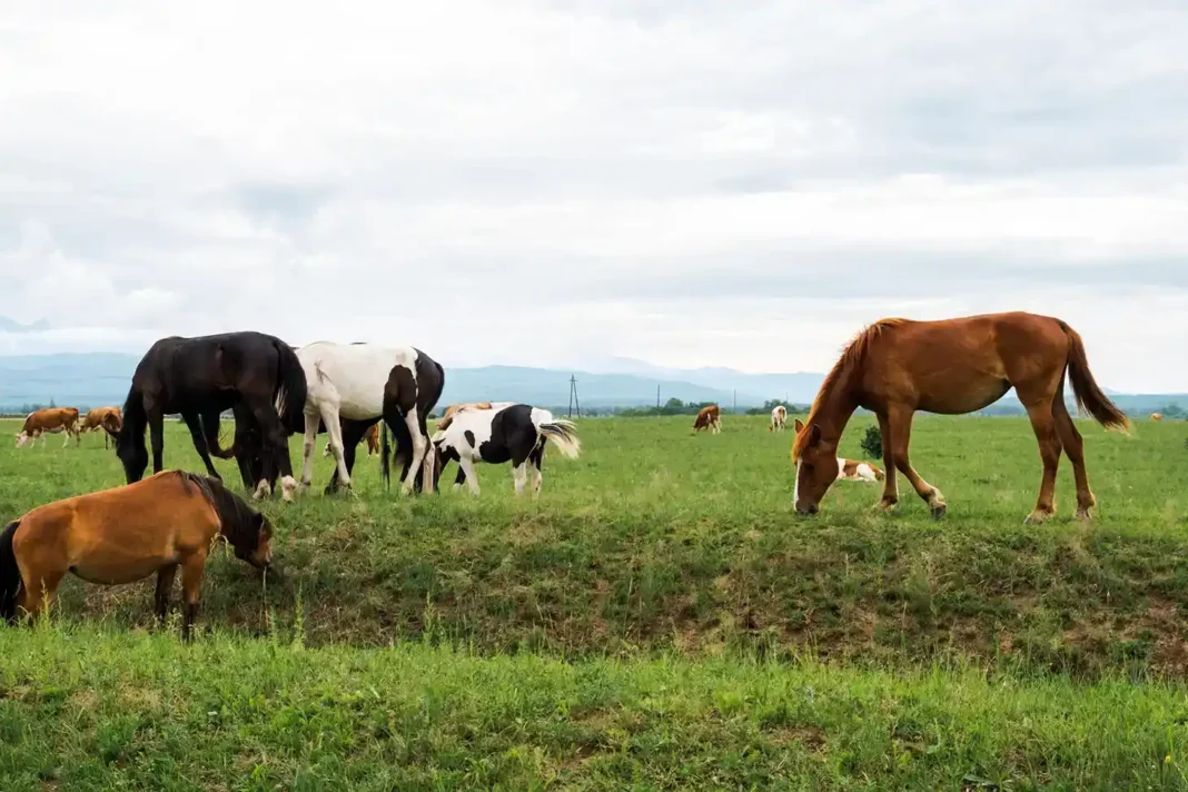 Super Best nutrition food for horses and beef cattles. Vecteezy-medium Super Best nutrition food for horses and beef cattles. Vecteezy-medium