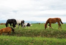 Feeding the Farm: How to Choose the Best Nutrition for Your Beef Cattle and Horses Super Best nutrition food for horses and beef cattles. Vecteezy-medium