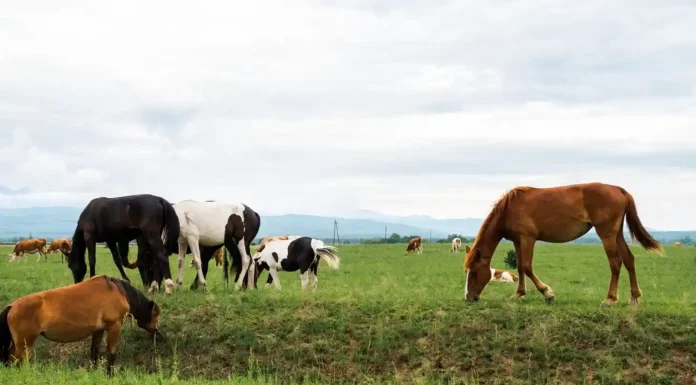 Feeding the Farm: How to Choose the Best Nutrition for Your Beef Cattle and Horses Super Best nutrition food for horses and beef cattles. Vecteezy-medium