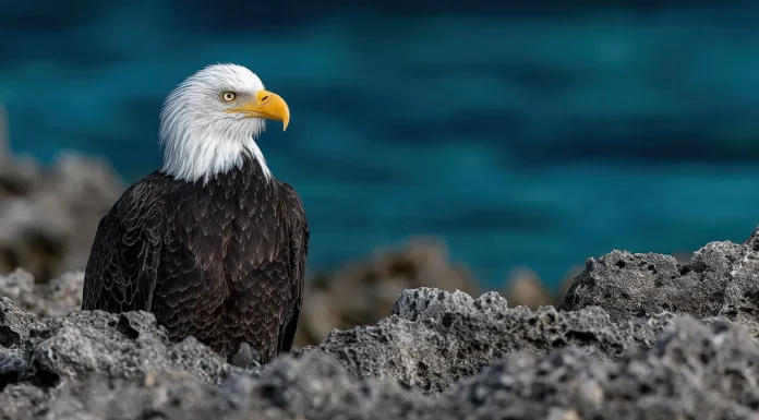 Why the Bald Eagle Became America’s National Symbol An American Bald Eagle.Vecteezy-medium