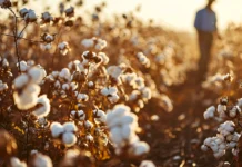 Do USA Cotton Picker Parts Fit Australian Machines? Compatibility Guide Cotton Farm for picking cotton. Vecteezy-medium
