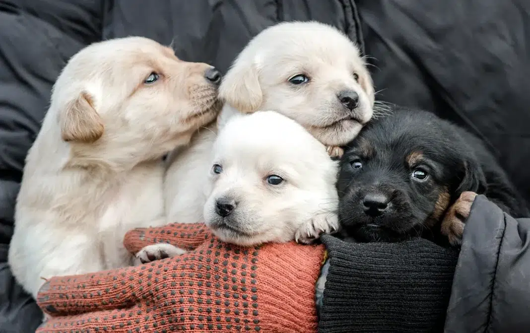 Puppies at a puppy store. Vecteezy-medium Puppies at a puppy store. Vecteezy-medium