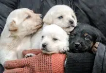 How to Avoid Puppy Mill Puppies When Visiting a Puppy Store Puppies at a puppy store. Vecteezy-medium