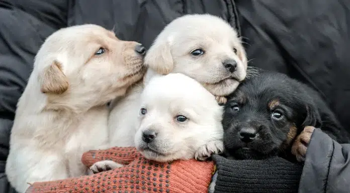 How to Avoid Puppy Mill Puppies When Visiting a Puppy Store Puppies at a puppy store. Vecteezy-medium