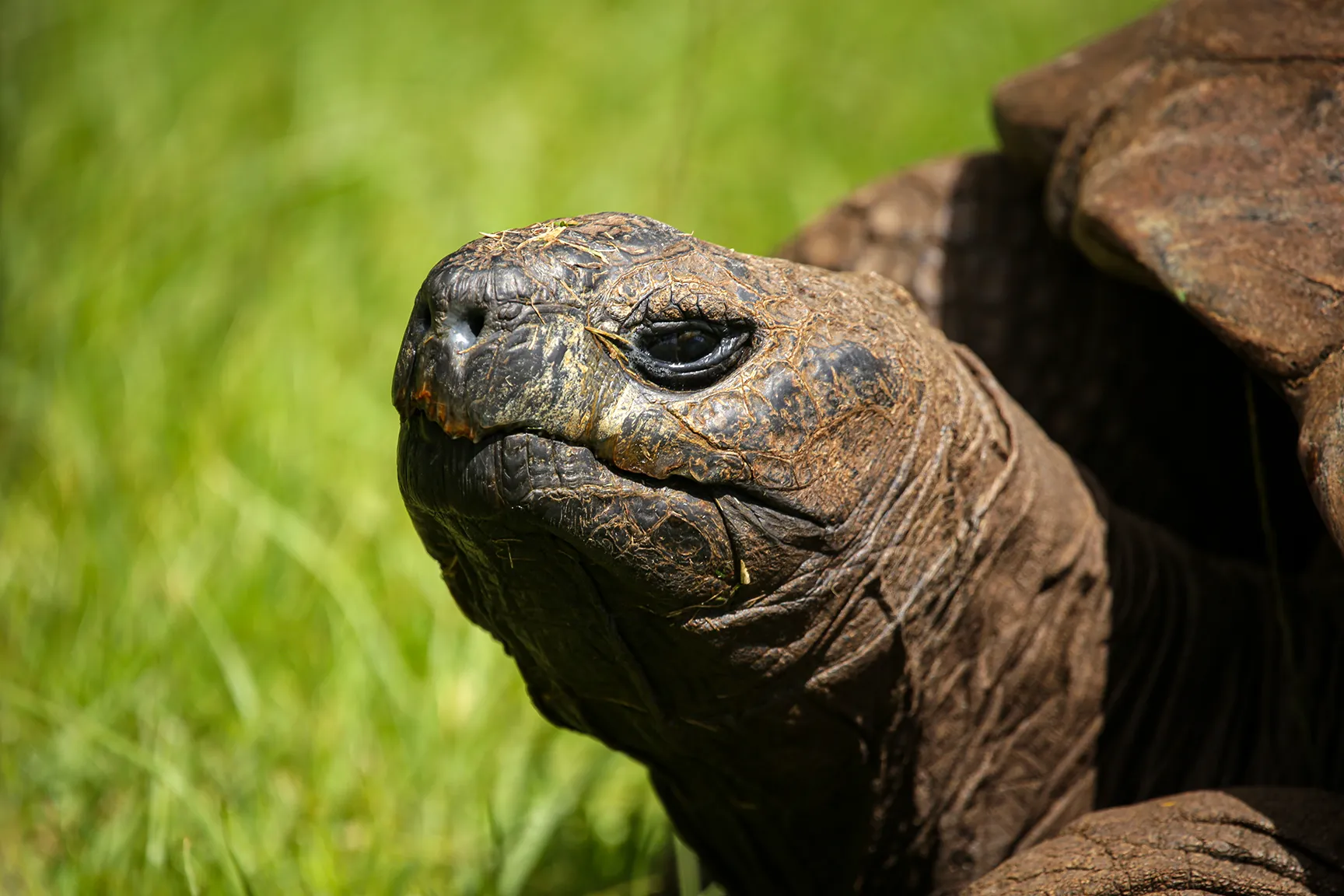 Jonathan the tortoise. Photo by Heléne Ramackers Jonathan the tortoise. Photo by Heléne Ramackers